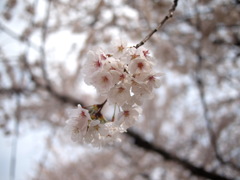 桜