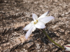 樹と花