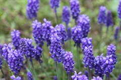 富士宮の花たち③