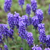 富士宮の花たち③