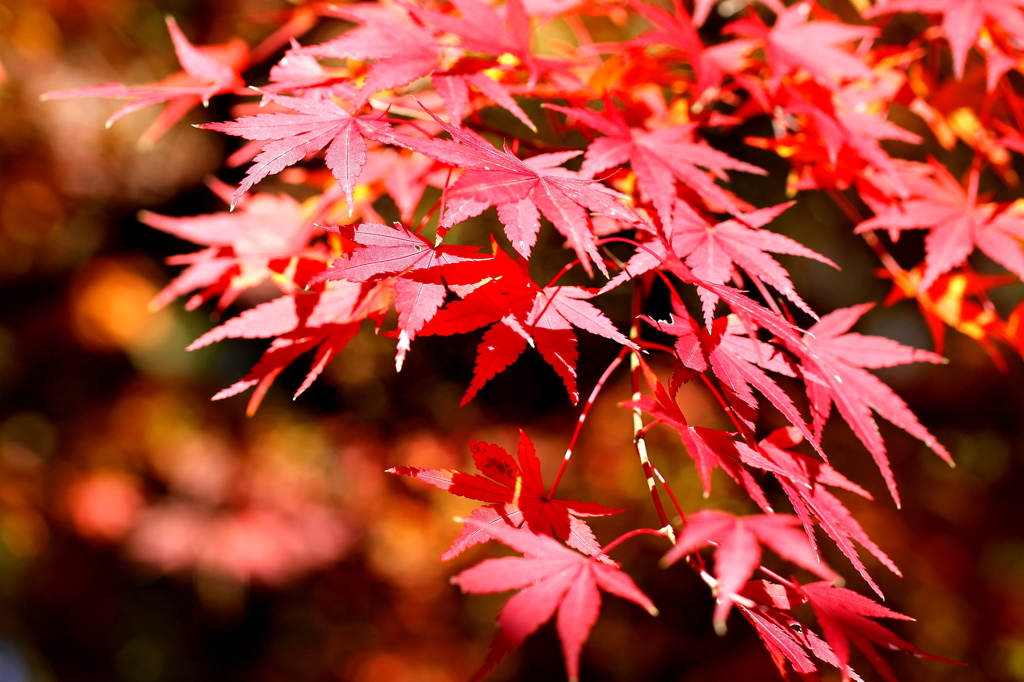 成田公園の紅葉 #2