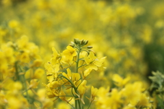 富士宮の花たち①