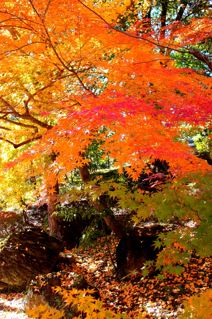 成田公園の紅葉 #3