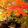 成田公園の紅葉 #3
