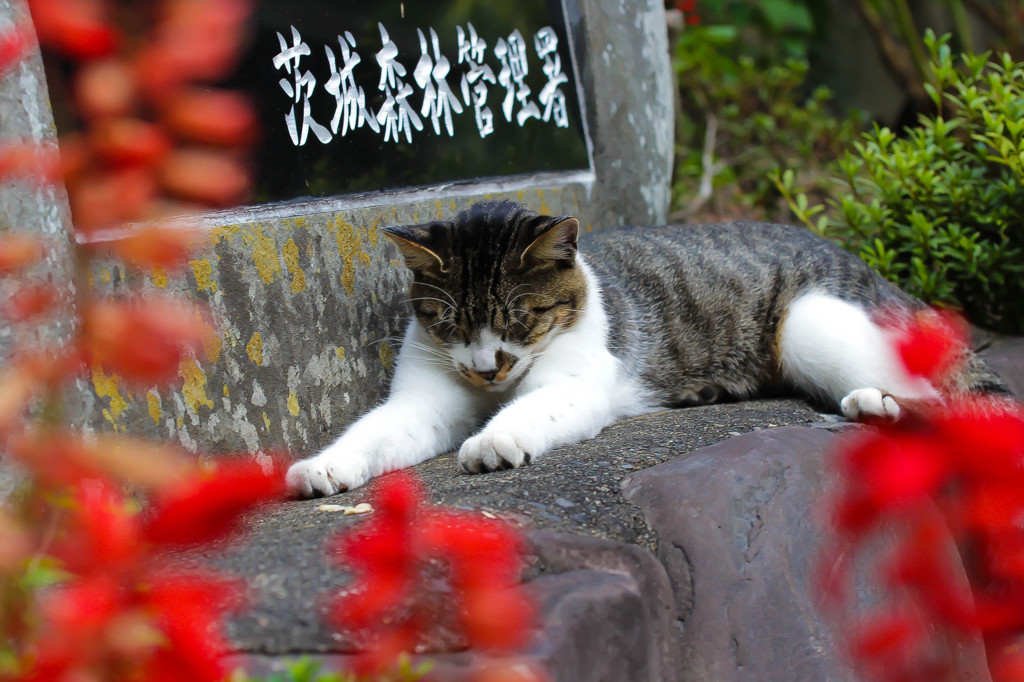 茨城森林管理職員