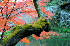 苔生す樹木