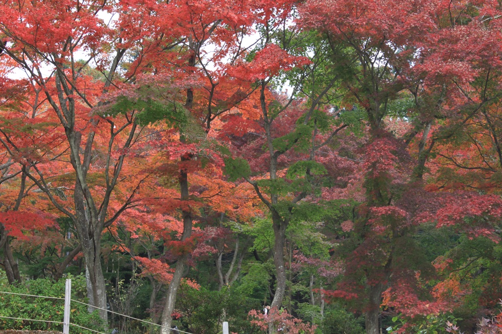 紅葉