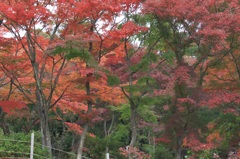 紅葉