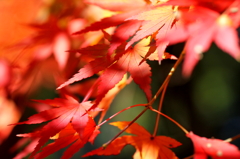 成田公園の紅葉 #1