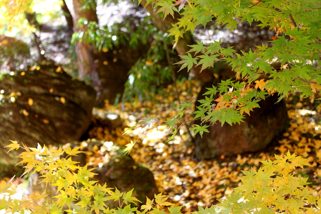 巌と紅葉