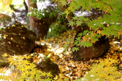 巌と紅葉