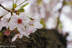 2015年桜①