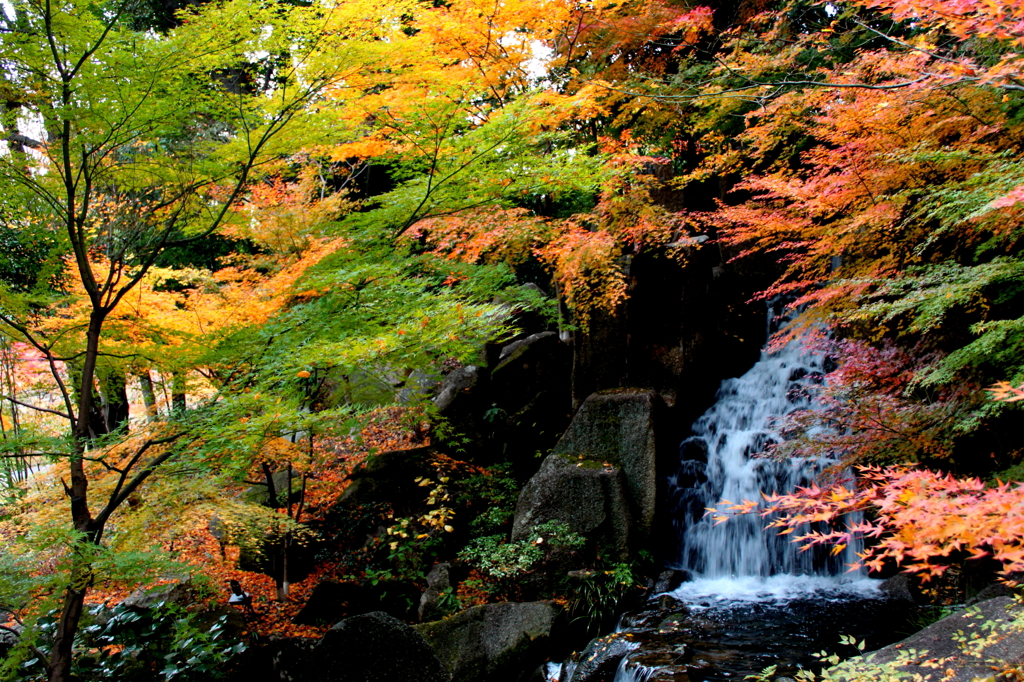 徳川庭の隠れ滝