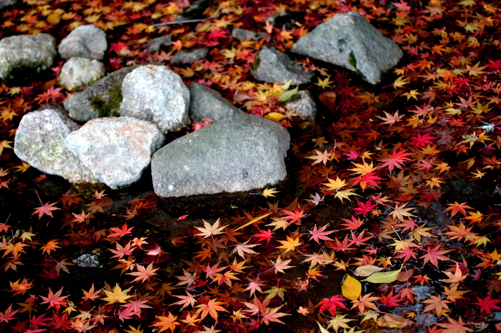 紅葉の池