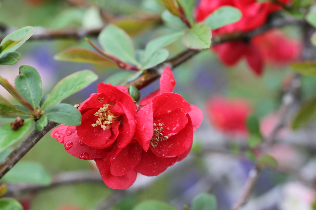 富士宮の花たち②