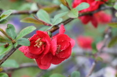 富士宮の花たち②