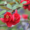 富士宮の花たち②