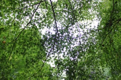 緑の空