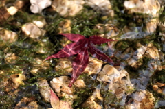 水中の紅葉