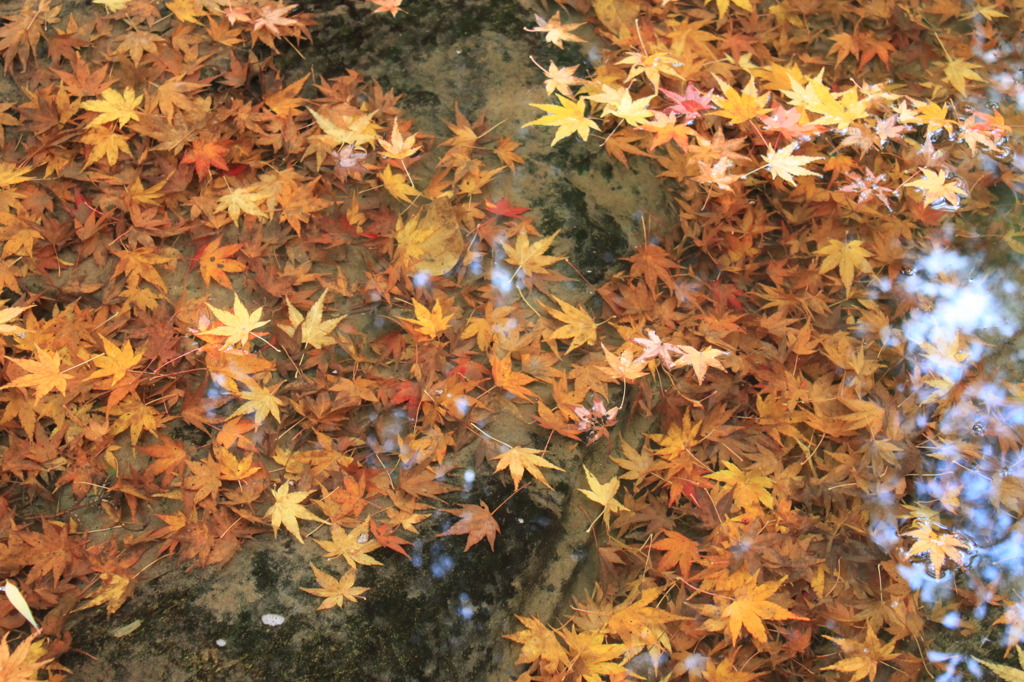 落ち葉の池