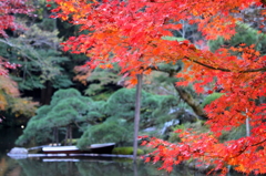 成田公園の紅葉 #5