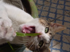 貪る