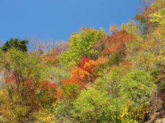 国道439沿いの紅葉