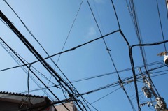 鳥逃がす