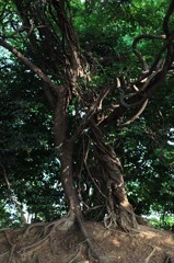 近所のいい樹