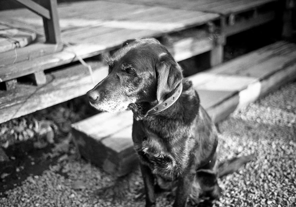 黒のラブラドール