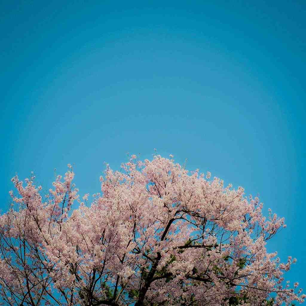 桜2012