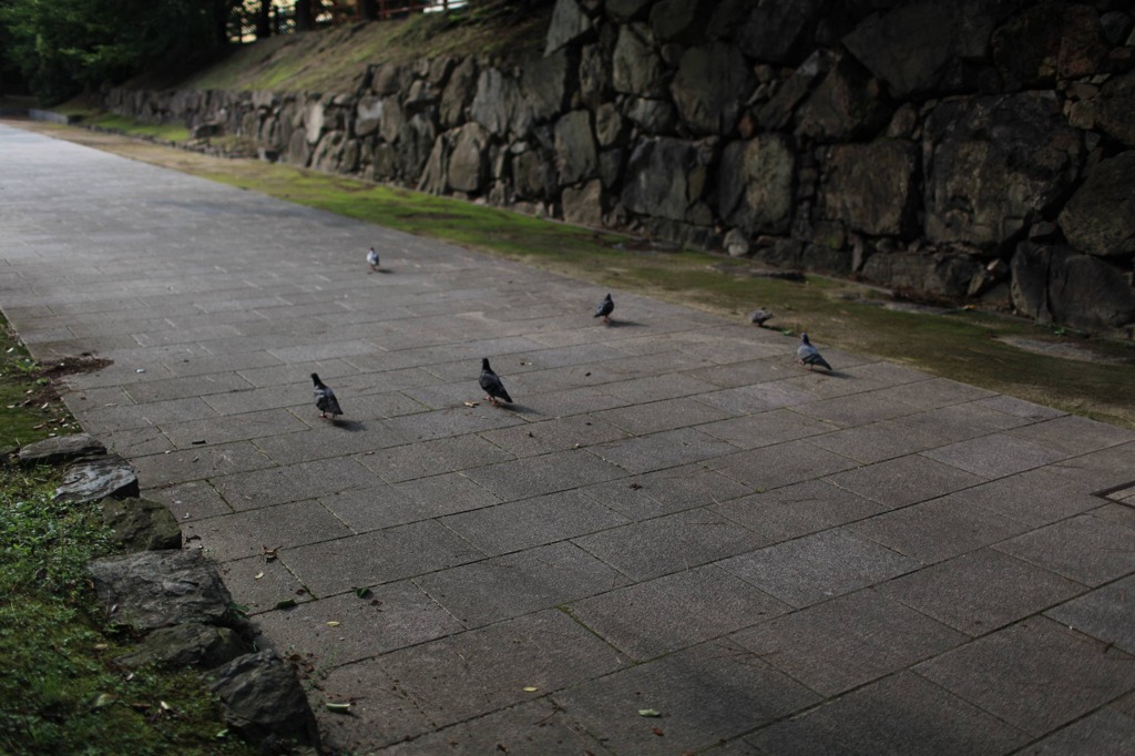 鳩の旅立ち　　風