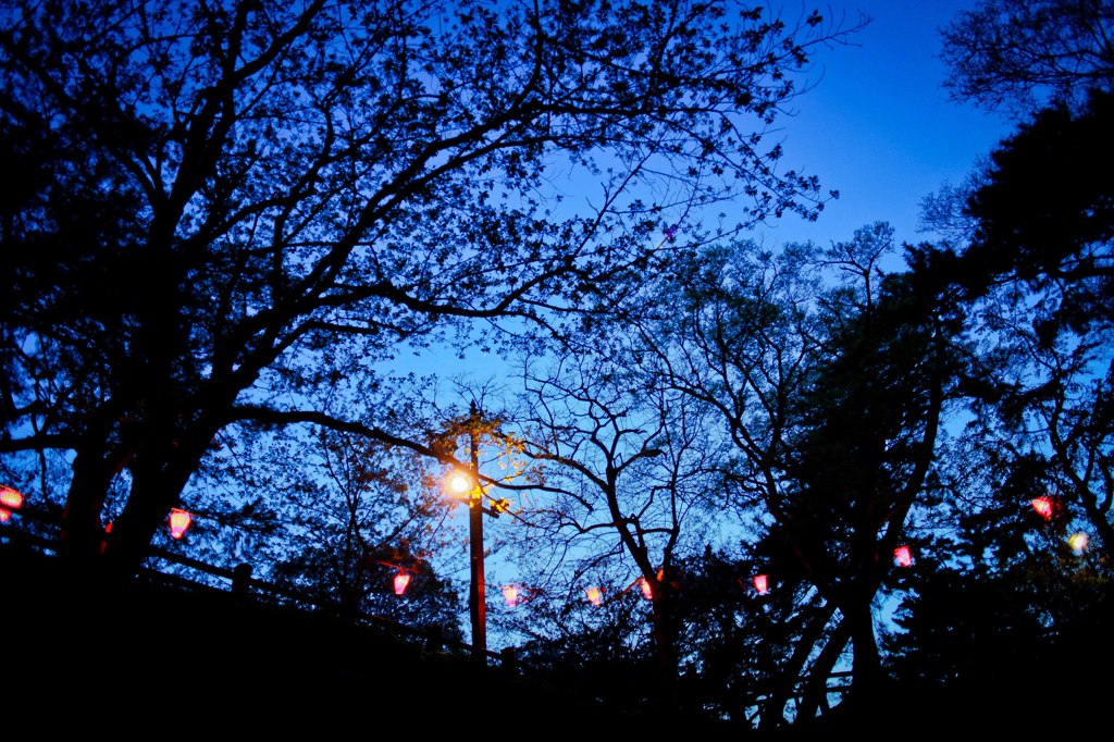 今年中々撮れなかった夜桜