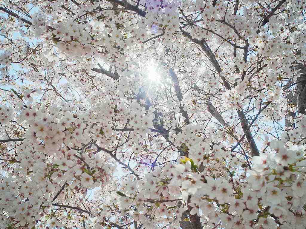 桜満開