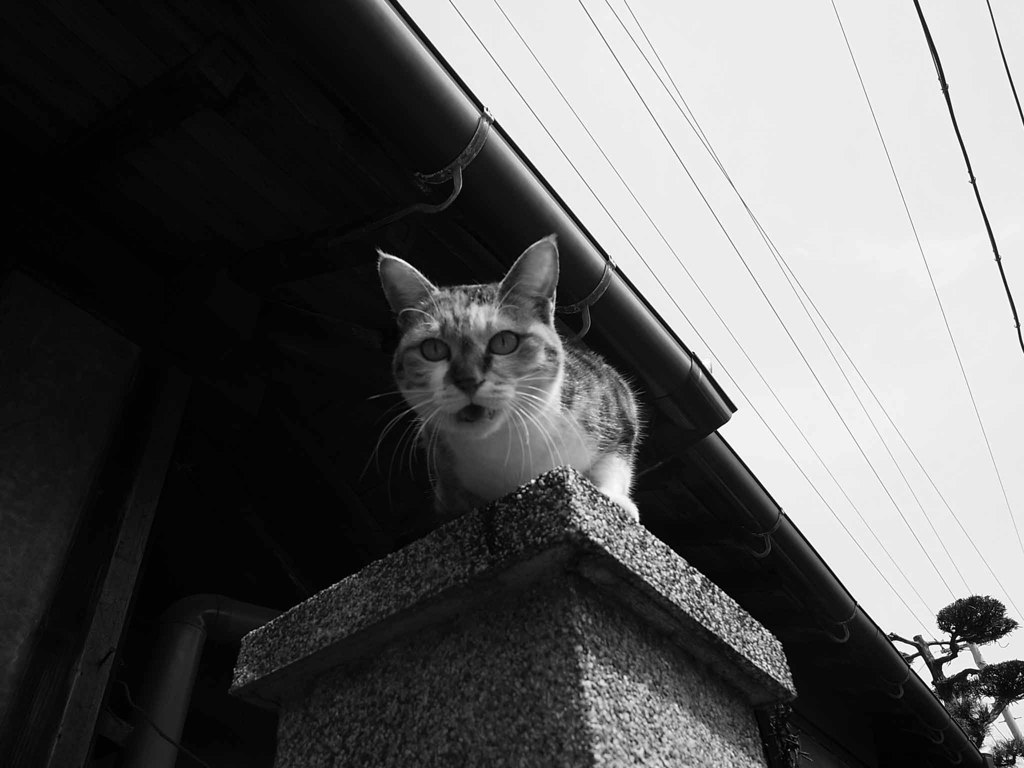 怒られた