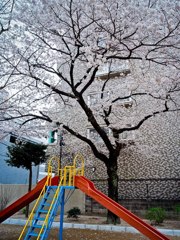 公園桜