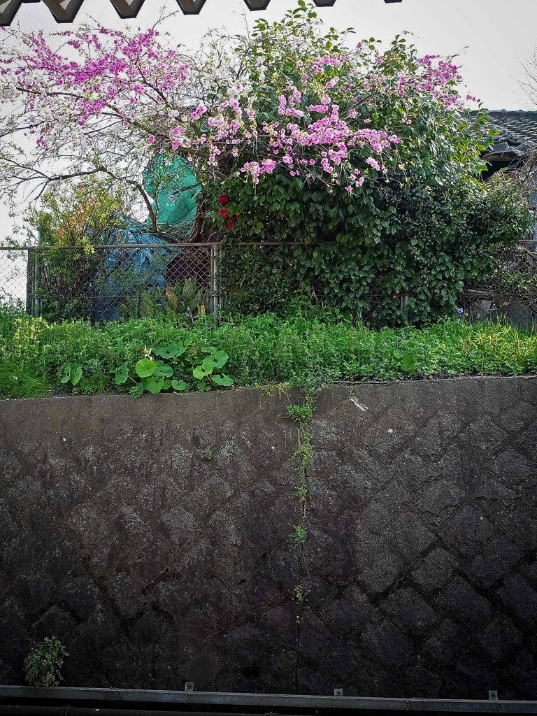 駅ホーム前にある民家の花