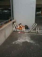 近所の猫