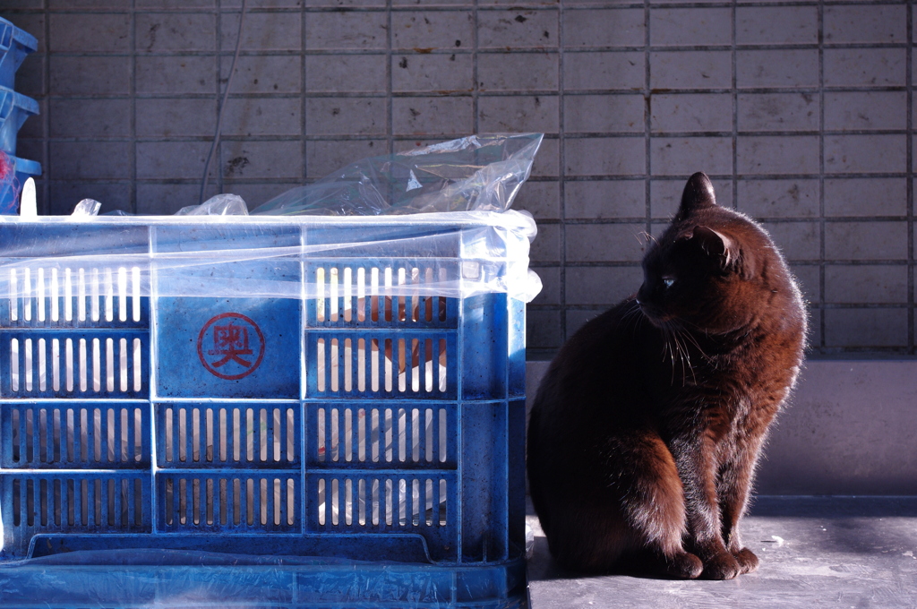 築地のネコ