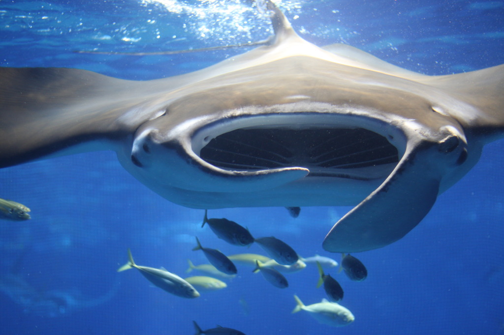 ちゅら海水族館　マンタ