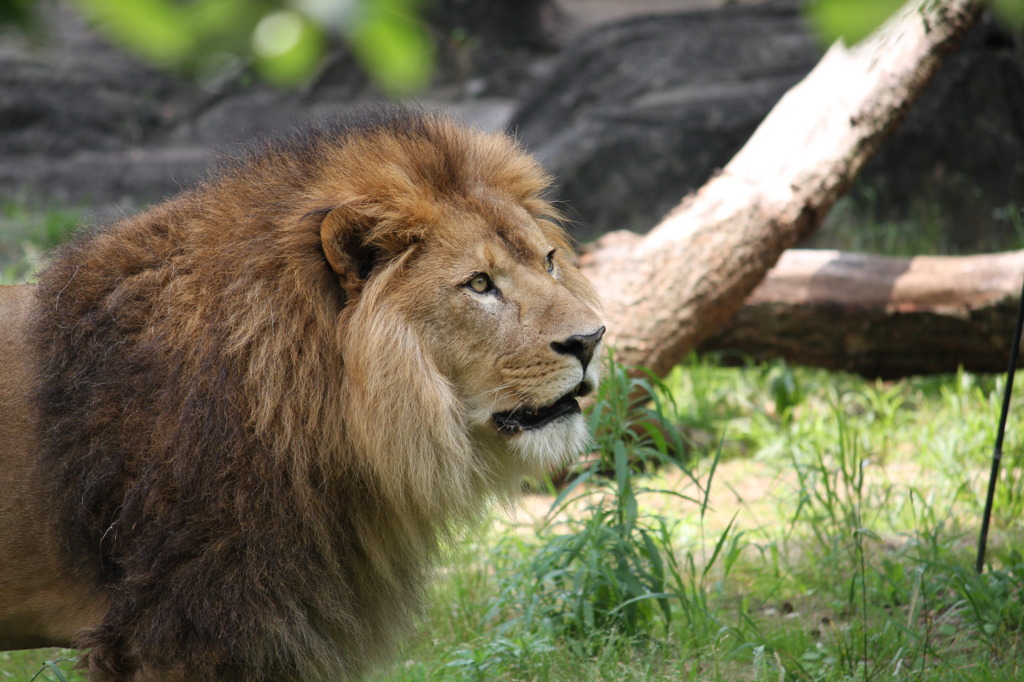 東山動物園　ライオン