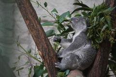 東山動物園　コアラ