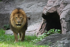 東山動物園　ライオン