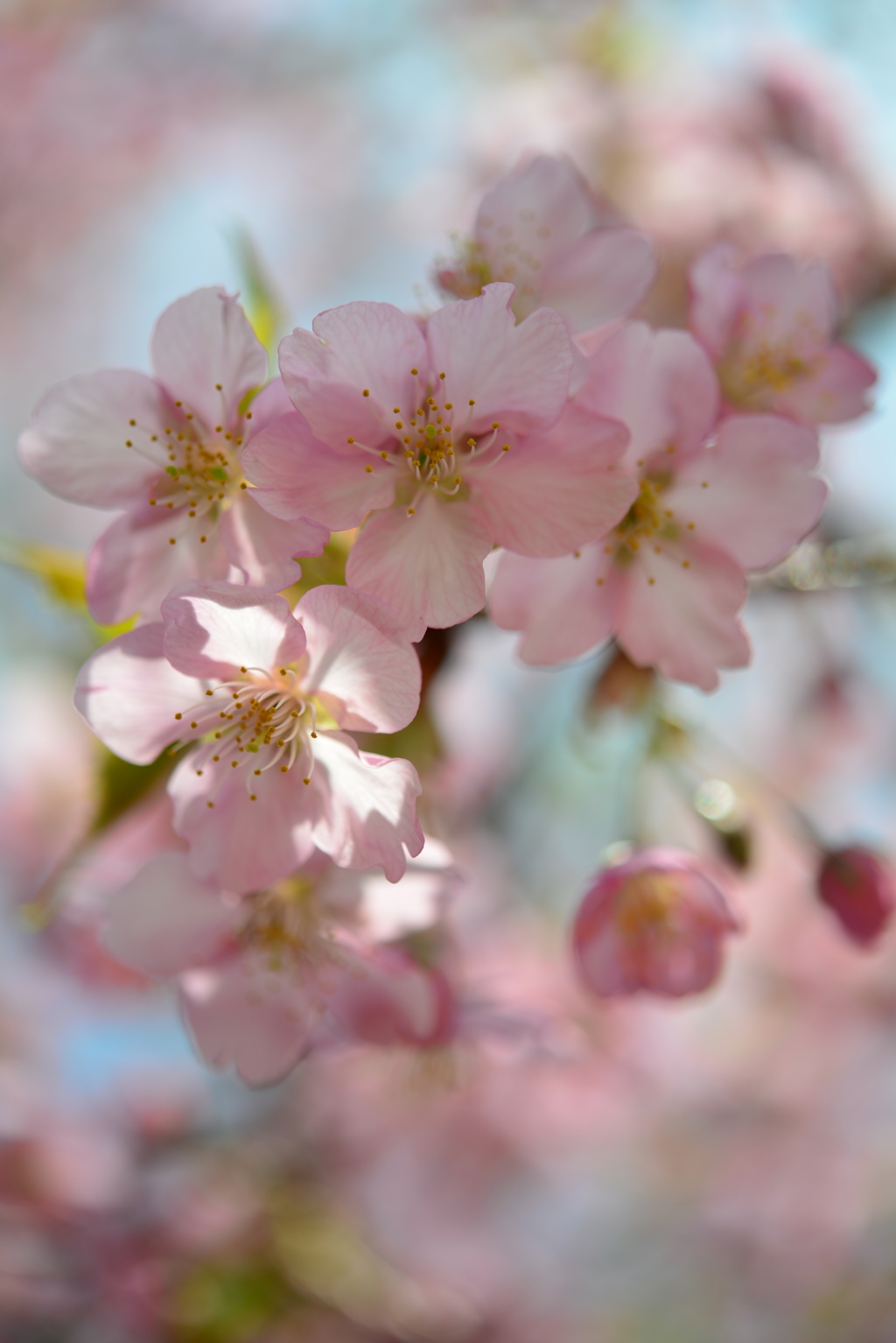 河津桜２