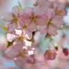 河津桜２