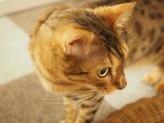 ネコ