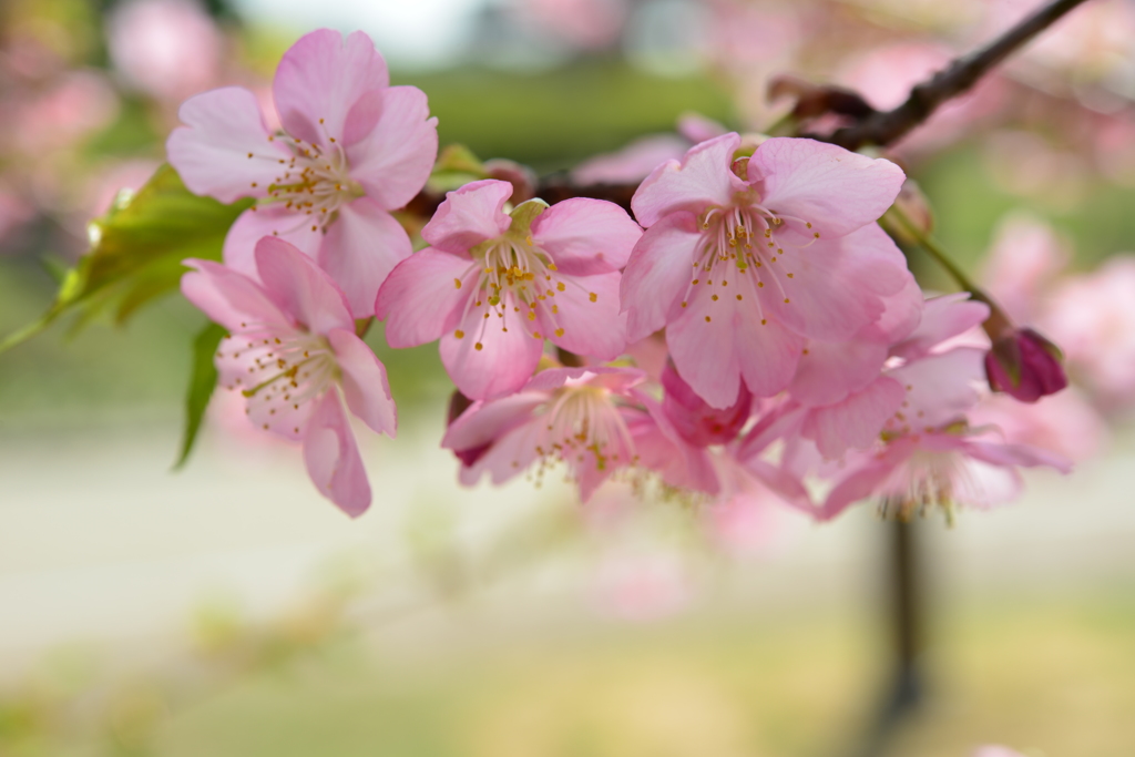 河津桜４
