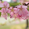 河津桜４