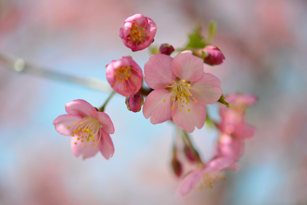 河津桜５