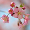河津桜５